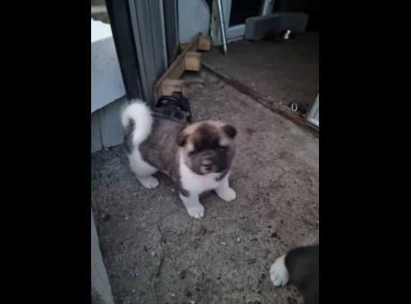 americka akita 01.jpg